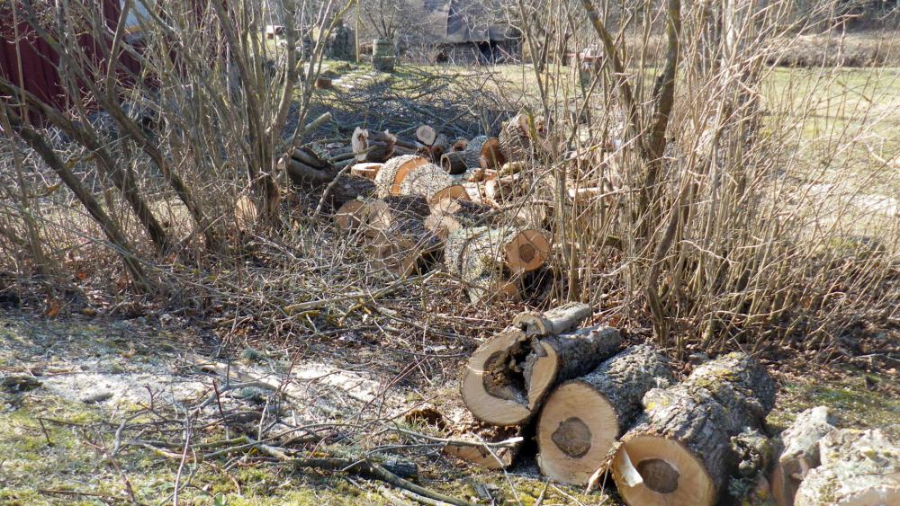 Ohtlike puude langetamine ja tükeldamine